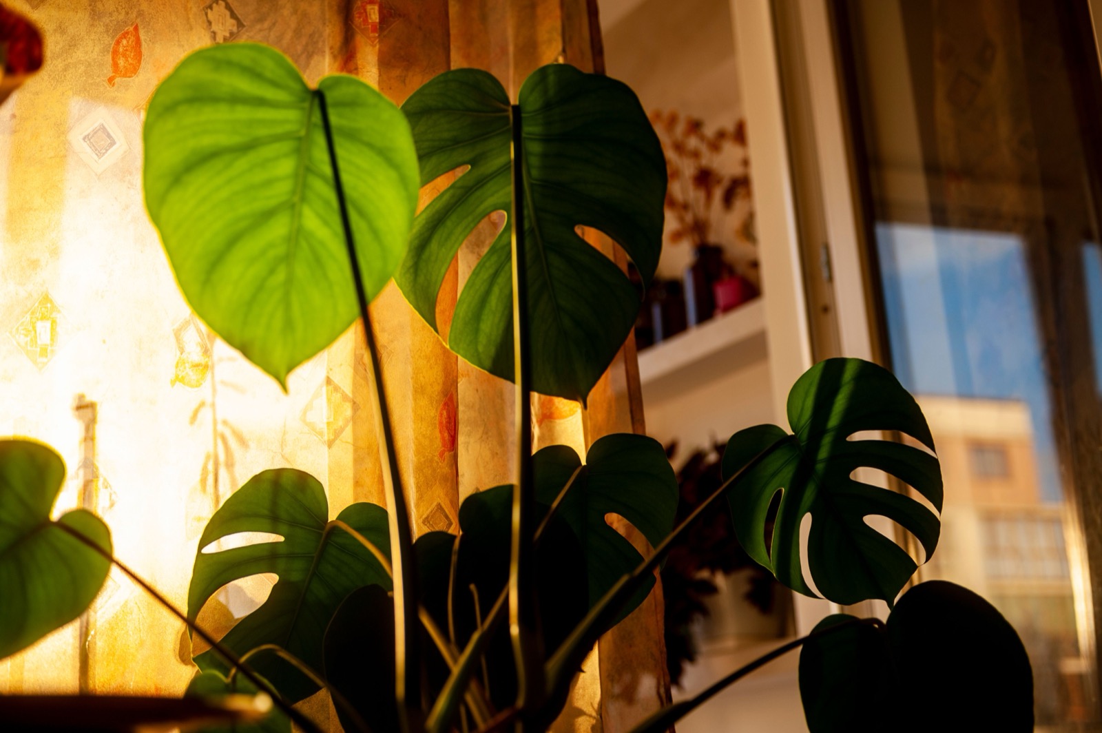 Monstera-plant met bladeren die oplichten in het zonlicht door een raam, symbool voor een drijfveer die pas tot leven komt als de situatie erop aanspreekt